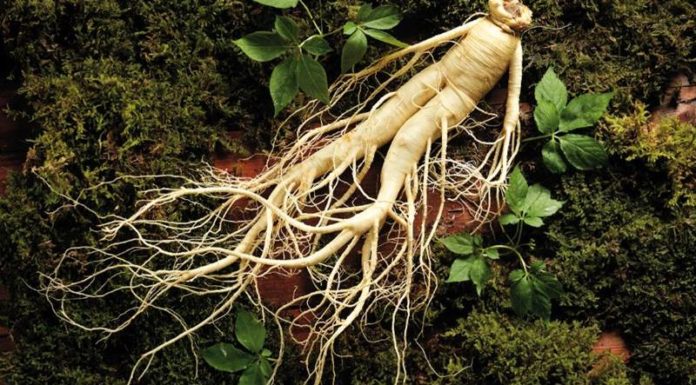 Can Thyroid Patients Consume Ginseng?