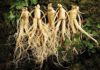 Can People With High Blood Pressure Drink Ginseng?