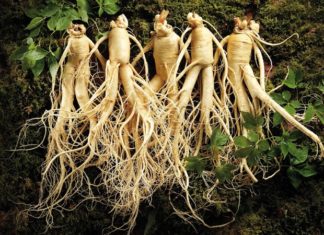 Can People With High Blood Pressure Drink Ginseng?