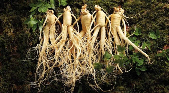 Can People With High Blood Pressure Drink Ginseng?