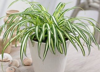 What Plants Should Water Signs Grow to Attract Good Luck?