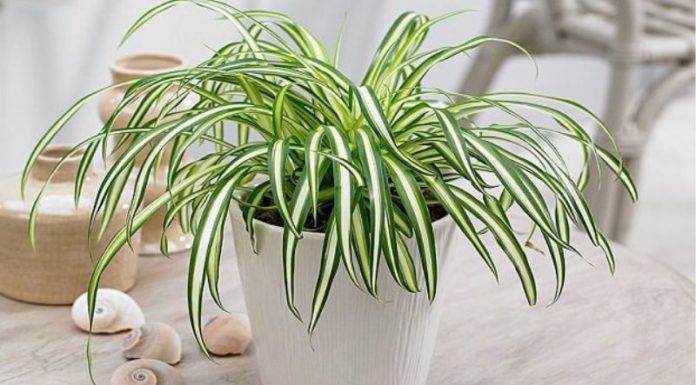 What Plants Should Water Signs Grow to Attract Good Luck?