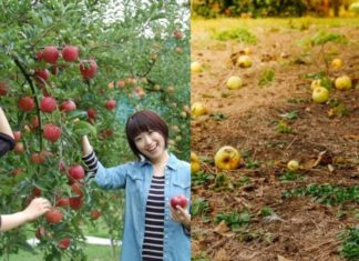 Why Do Many Japanese Grow Their Own Vegetables But Prefer Buying From Supermarkets?