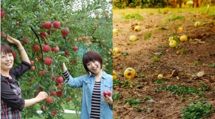 Why Do Many Japanese Grow Their Own Vegetables But Prefer Buying From Supermarkets?