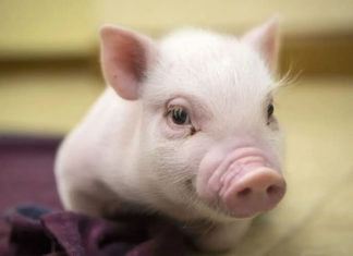 What is the Luck of Those Born in the Year of the Pig, 2007? Their Best Colors and Compatible Ages.