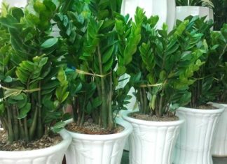 What Plants Suit the Rat Zodiac Sign? How to Choose the Right Feng Shui Plant for Your Destiny.