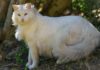 The Turkish Van Cat: Its Origin, Characteristics, Care, and Price