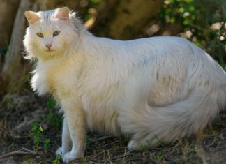 The Turkish Van Cat: Its Origin, Characteristics, Care, and Price