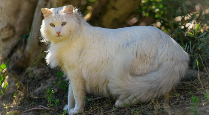 The Turkish Van Cat: Its Origin, Characteristics, Care, and Price