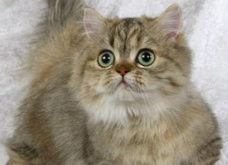 The Origin of Napoleon Cats, Features, Care, and Pricing