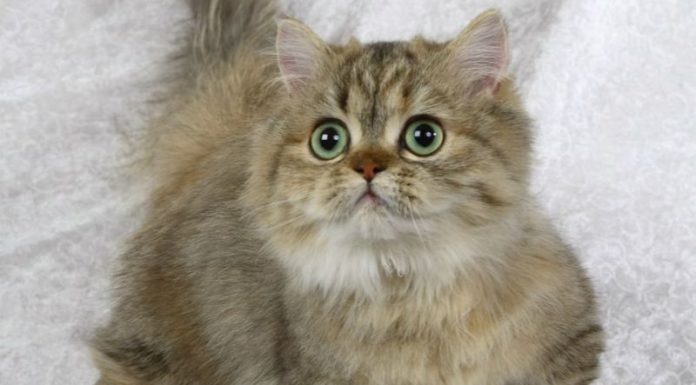 The Origin of Napoleon Cats, Features, Care, and Pricing