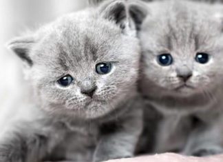 The British Shorthair: Unveiling the Origin, Traits, Care, and Cost of these Majestic Felines