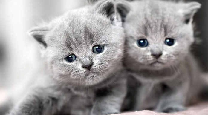 The British Shorthair: Unveiling the Origin, Traits, Care, and Cost of these Majestic Felines