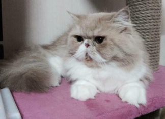 The Persian Cat Bible: History, Characteristics, Care and Pricing