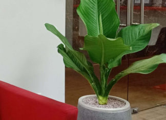 The Ultimate Guide to the Origin, Characteristics and Significance of the “Wealthy Tree”