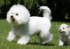 The Ultimate Guide to Bichon Frise: Unveiling the Origins, Traits, Care, and Cost of these Adorable Dogs
