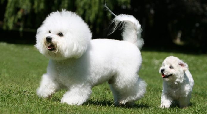 The Ultimate Guide to Bichon Frise: Unveiling the Origins, Traits, Care, and Cost of these Adorable Dogs