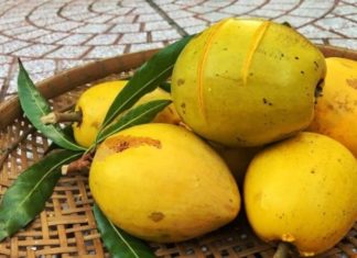 The Origin, Characteristics, and Significance of the Eggplant