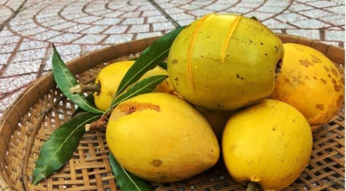 The Origin, Characteristics, and Significance of the Eggplant