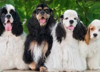 The Ultimate Guide to Cocker Spaniels: History, Characteristics, Care, and Cost