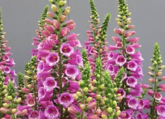 The Magic of Bluebells: Unraveling the Secrets of these Enchanting Flowers, their Symbolism, and the Art of Growing them at Home.