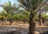 The Magic of Oil Palms: Unlocking Their Significance, Beauty, and Care