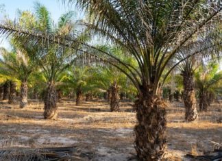 The Magic of Oil Palms: Unlocking Their Significance, Beauty, and Care