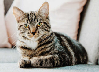 The Ultimate Guide to Muscular Cats: Origins, Characteristics, Care, and Pricing