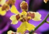 The Captivating Story of the Origin and Significance of the Dancer Orchid: Unveiling its Home-grown Charm