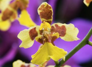 The Captivating Story of the Origin and Significance of the Dancer Orchid: Unveiling its Home-grown Charm