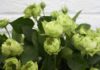 The Mystique of the Green Rose: Unveiling Its Origins and Significance