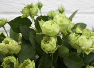 The Mystique of the Green Rose: Unveiling Its Origins and Significance