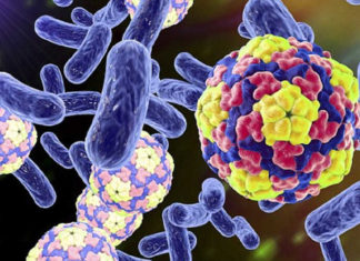 “The Ultimate Guide to Curing Your Cat’s Diarrhea at Home”