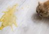 The Ultimate Guide to Cat Vomiting: Causes, Symptoms, and Home Remedies