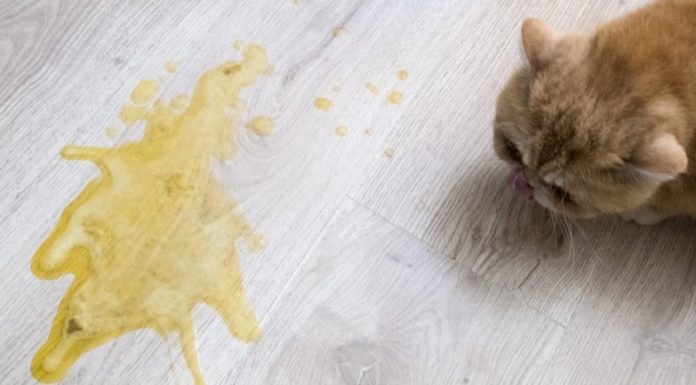 The Ultimate Guide to Cat Vomiting: Causes, Symptoms, and Home Remedies