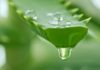 The Miraculous Benefits of Aloe Vera for Your Skin.