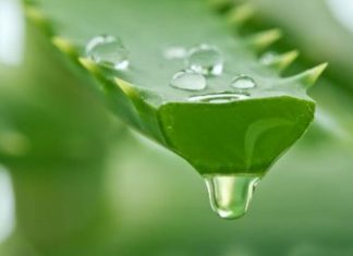 The Miracle Plant: Unveiling Aloe Vera’s 4 Skin-Transforming Benefits