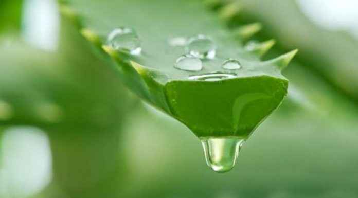 The Miracle Plant: Unveiling Aloe Vera’s 4 Skin-Transforming Benefits