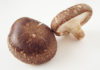 “Don’t Buy Chinese Shiitake Mushrooms for Your Mushroom Pate”