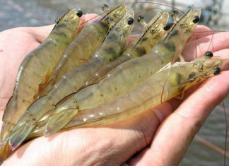 Recognizing Healthy and Sick Shrimp