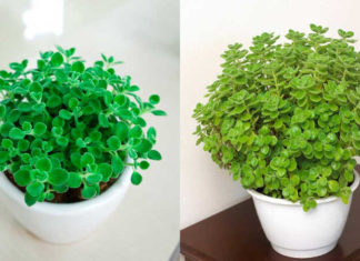 The Fragrant Wonder: Unveiling the Unique ‘Nhất Mạt Hương’