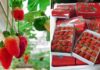 Unveiling the Truth: 5 Telltale Signs to Spot Chinese Strawberries Masquerading as Vietnamese Produce