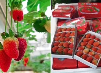 Unveiling the Truth: 5 Telltale Signs to Spot Chinese Strawberries Masquerading as Vietnamese Produce