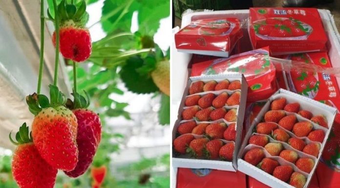 Unveiling the Truth: 5 Telltale Signs to Spot Chinese Strawberries Masquerading as Vietnamese Produce
