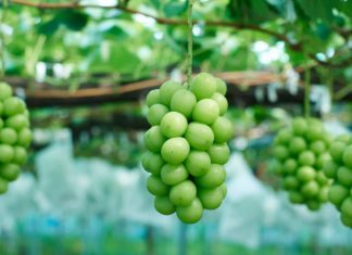 What are Peony Grapes? Types, How to Choose and Store Them