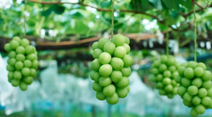 What are Peony Grapes? Types, How to Choose and Store Them