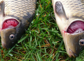 “Warning Signs: How to Spot Contaminated Fish”