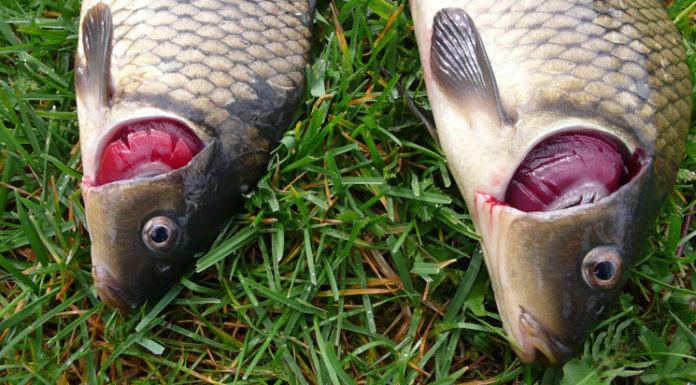 “Warning Signs: How to Spot Contaminated Fish”