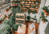 The Ultimate Guide to Feng Shui Balcony Plants for a Happier Home and Brighter Career