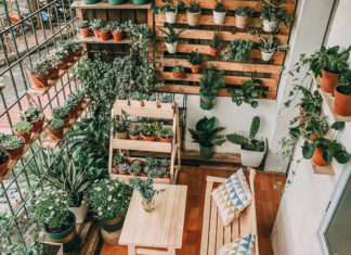 The Ultimate Guide to Feng Shui Balcony Plants for a Happier Home and Brighter Career